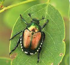 Popillia japonica: che fare